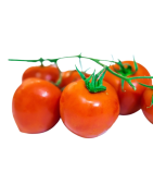 TOMATE RONDE LOCALE /KG